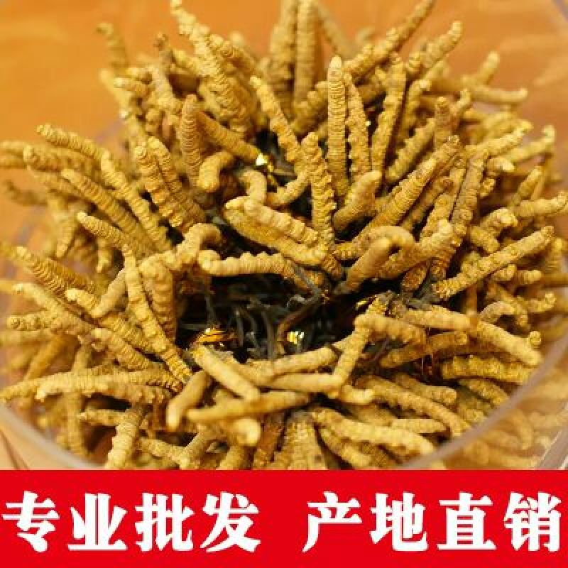 冬虫夏草盒装