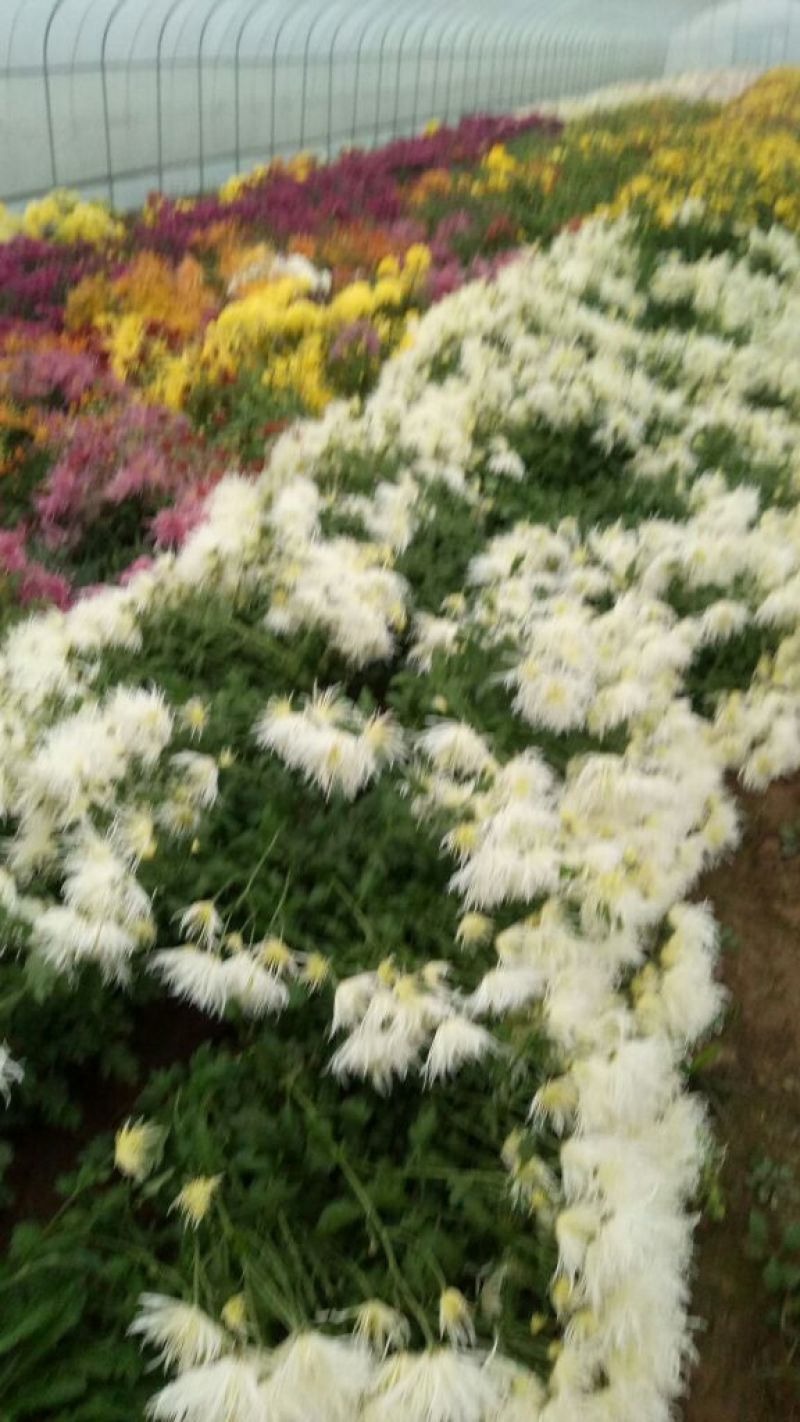 药用菊花袋装