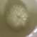药用菊花袋装