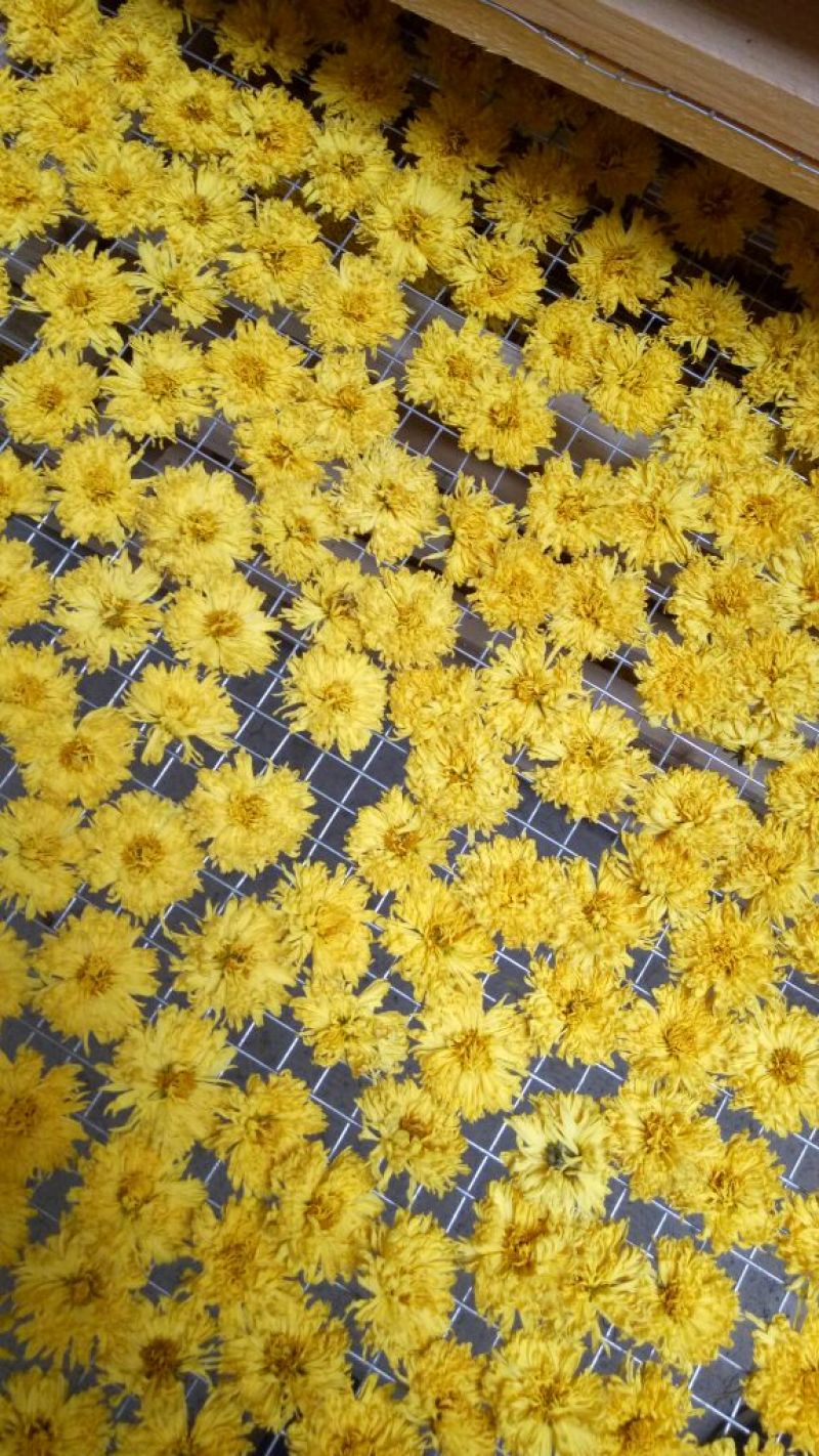 药用菊花袋装