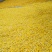 药用菊花袋装