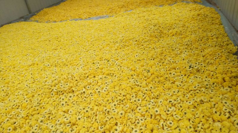 药用菊花袋装