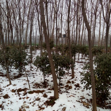 栾树6~8cm4~6cm3.5~4米