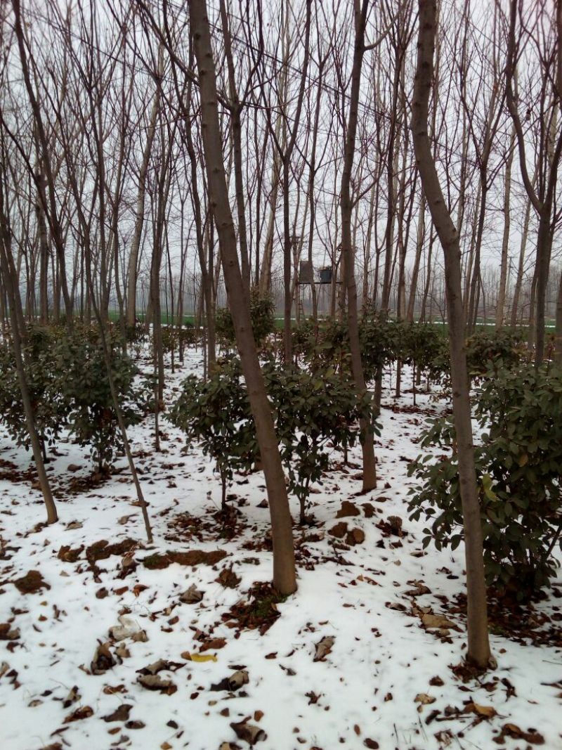 栾树6~8cm4~6cm3.5~4米
