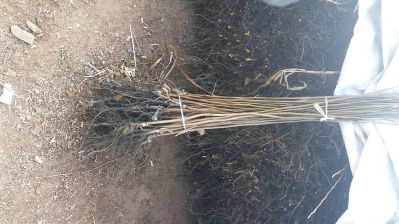 精品柿子树苗甜柿子树苗脆甜可口80~100cm