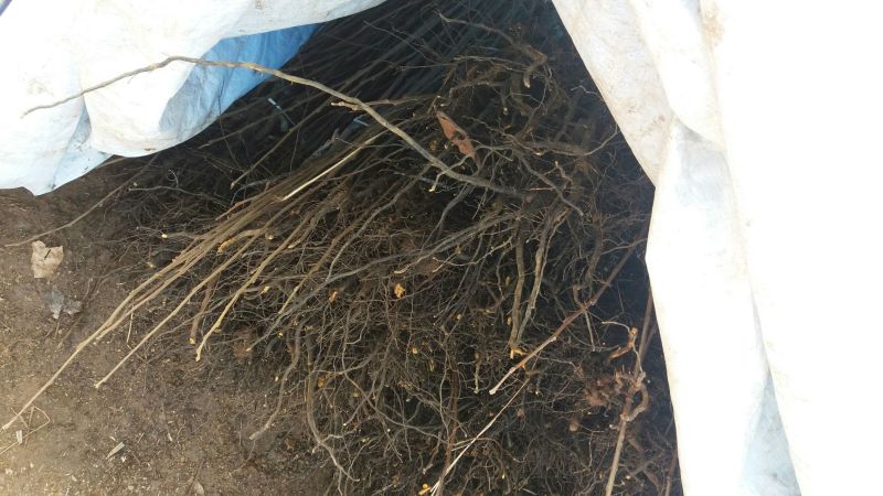 精品柿子树苗甜柿子树苗脆甜可口80~100cm