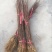 花椒苗自家育苗基地品种质量保证根系发达种植面积300亩