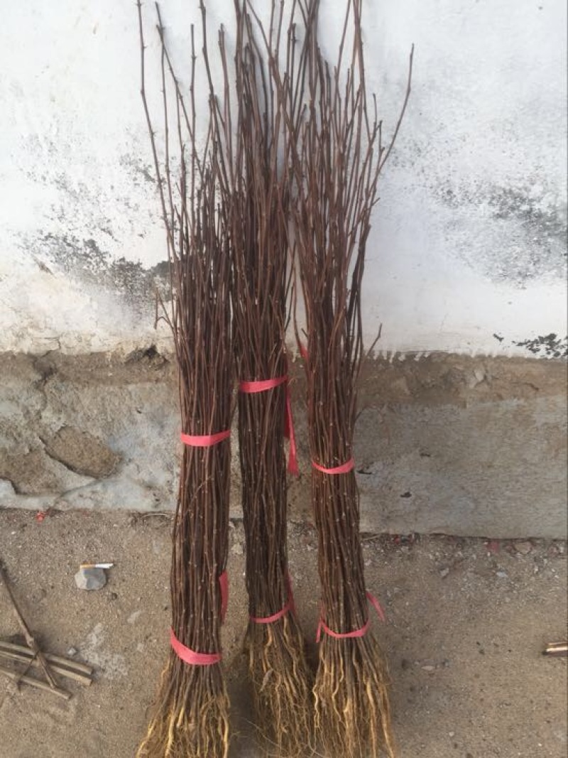 花椒苗自家育苗基地品种质量保证根系发达种植面积300亩
