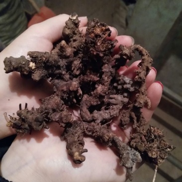 淫羊藿带头统