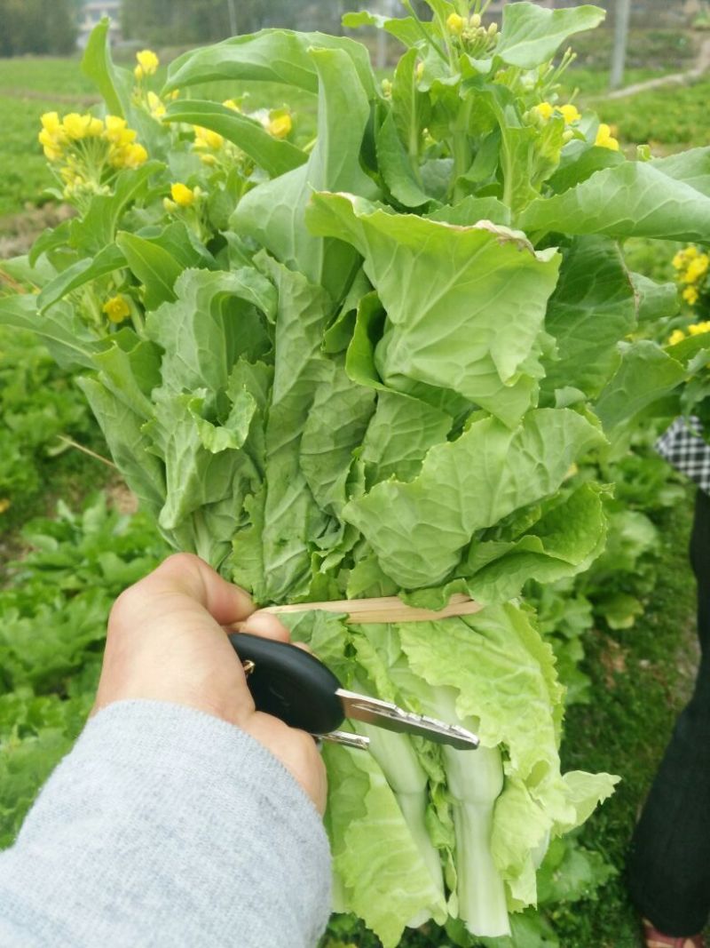 菜苔