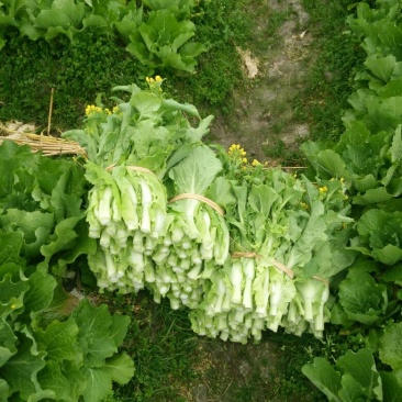 菜苔