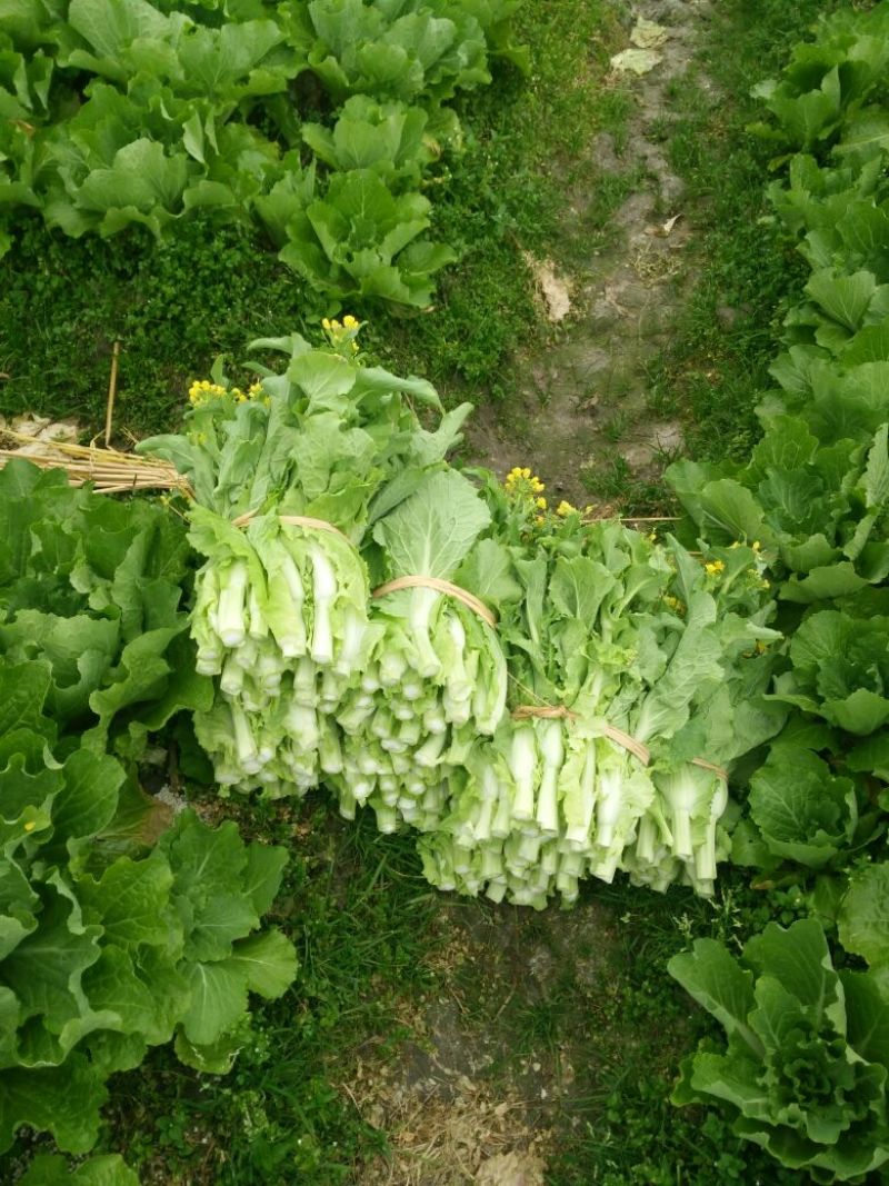 菜苔