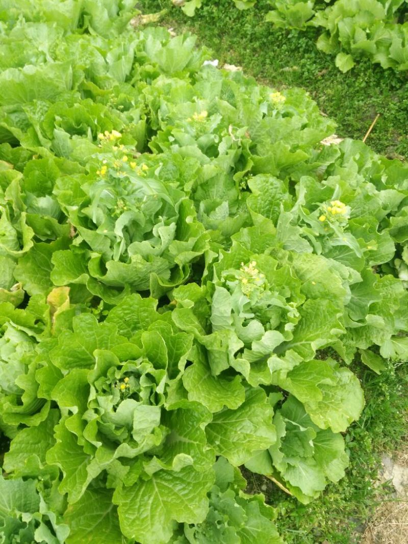 菜苔