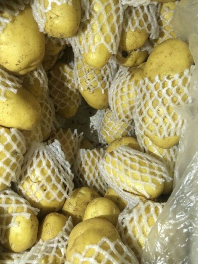 【实力商家】山东【平阴】荷兰土豆三两通天货精品冷库储存