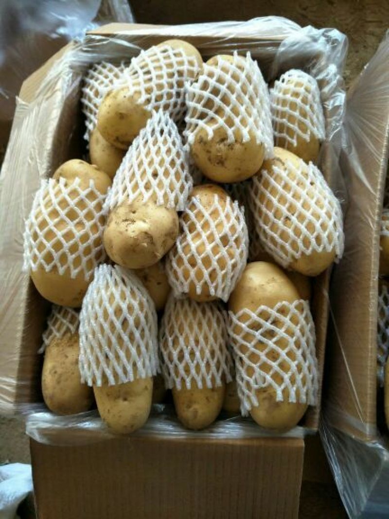 【实力商家】山东【平阴】荷兰土豆三两通天货精品冷库储存