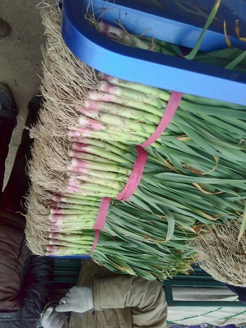 红根蒜苗40cm以下，发，山西，甘肃，上海，陕西，