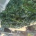 黑叶菠菜10~15厘米