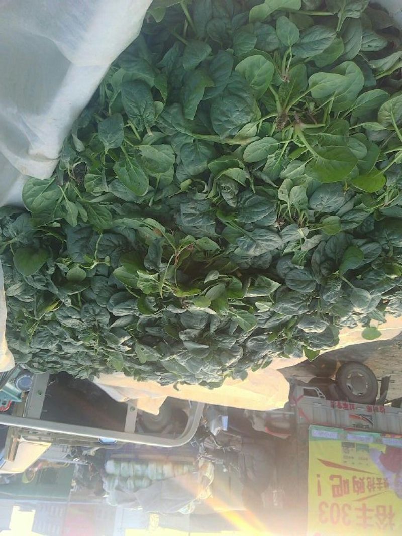 黑叶菠菜10~15厘米