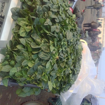 黑叶菠菜10~15厘米