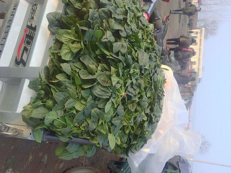 黑叶菠菜10~15厘米