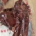 驴肉河间府曹氏驴肉保真保纯
