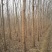 白榆4~6cm4~6cm3~3.5m