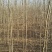白榆4~6cm4~6cm3~3.5m
