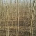 白榆4~6cm4~6cm3~3.5m