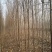 白榆4~6cm4~6cm3~3.5m