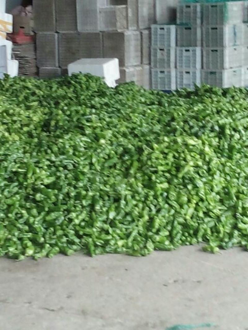 菜椒3cm以上