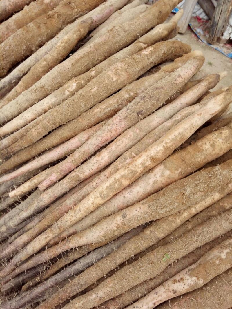 小叶淮山，淀粉量高，颜色好条形好有卖相。