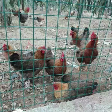 鸡散养土鸡3~4斤