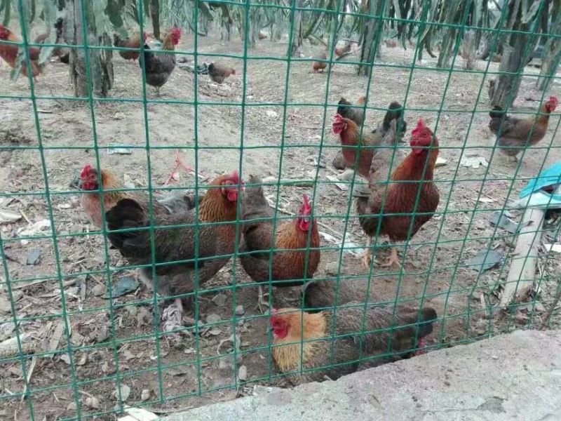 鸡散养土鸡3~4斤