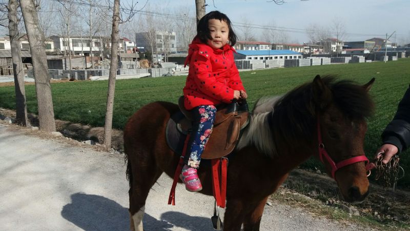 矮马迷你马，宠物马
