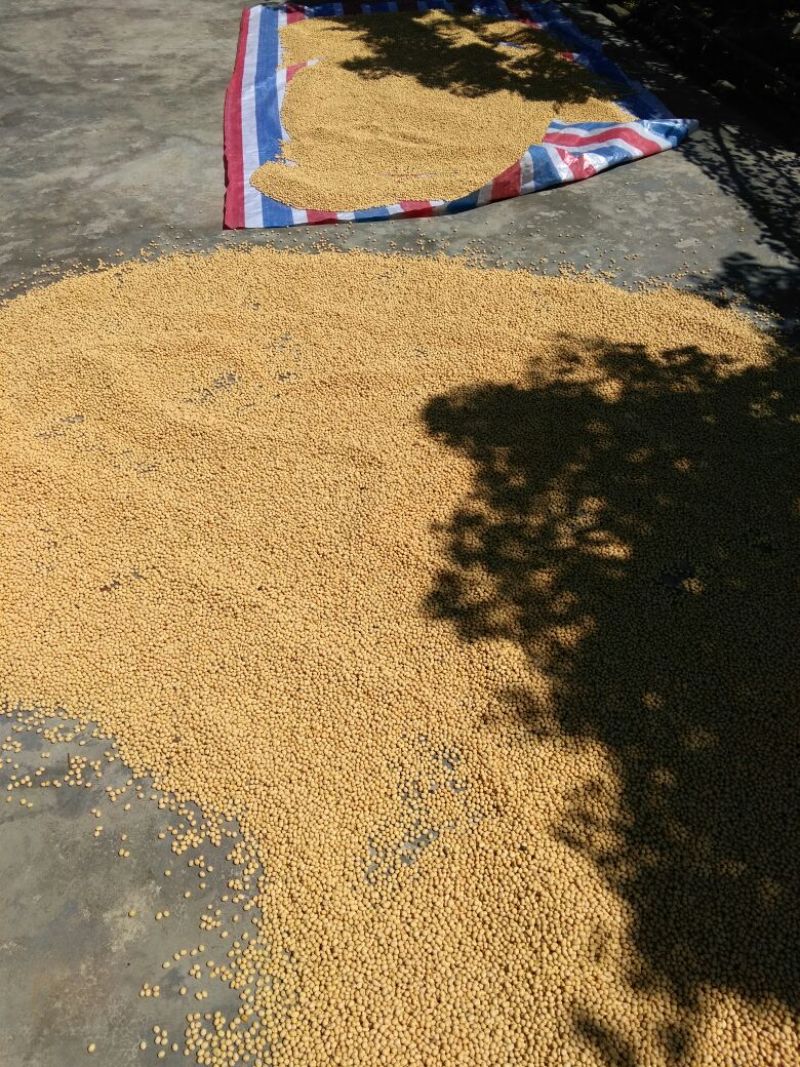 腐竹包装