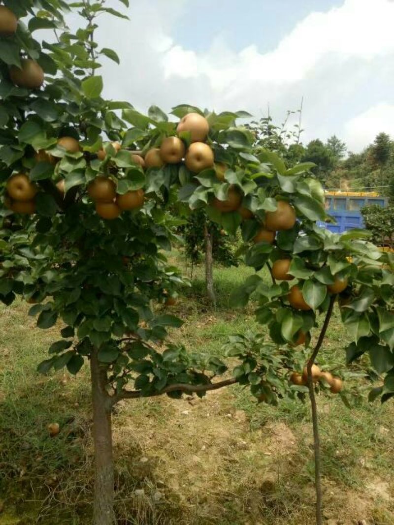 湖北黄花梨200~250g纸箱四两起步不封顶