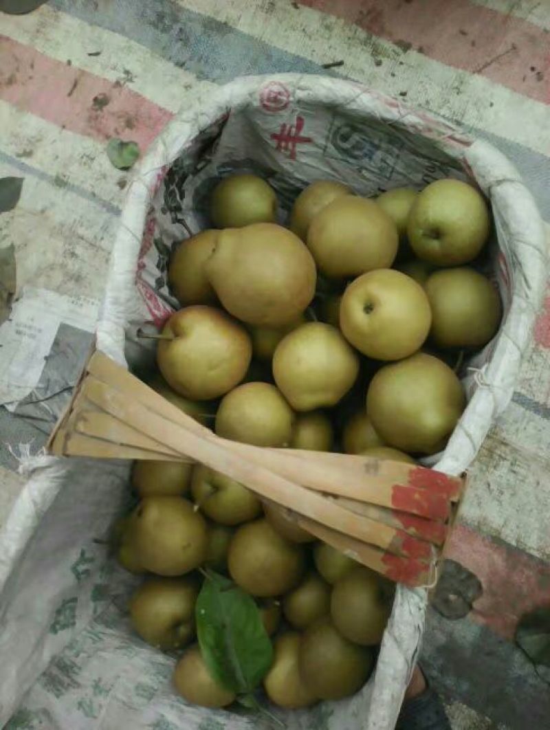 湖北黄花梨200~250g纸箱四两起步不封顶