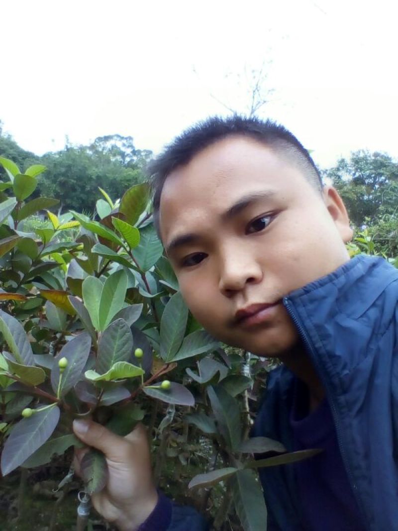 西瓜番石榴苗30~50cm