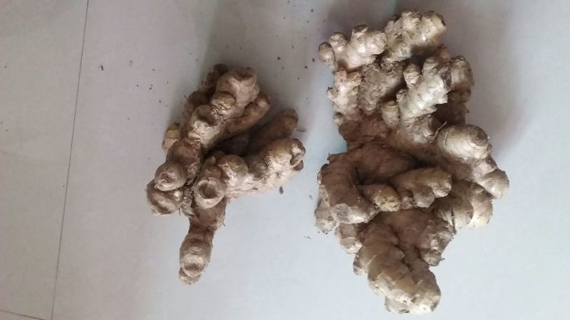 小黄姜5两以上带土