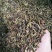 老树茶二级