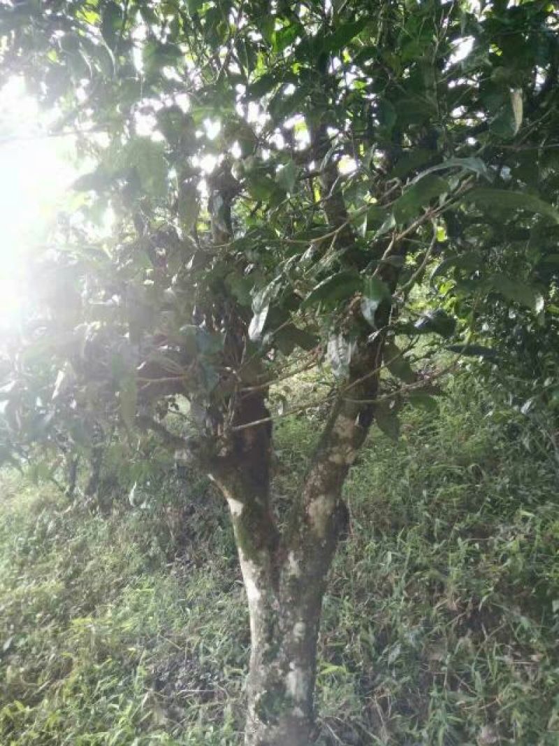 老树茶二级