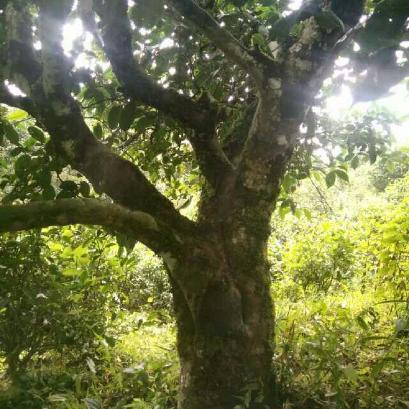 老树茶二级