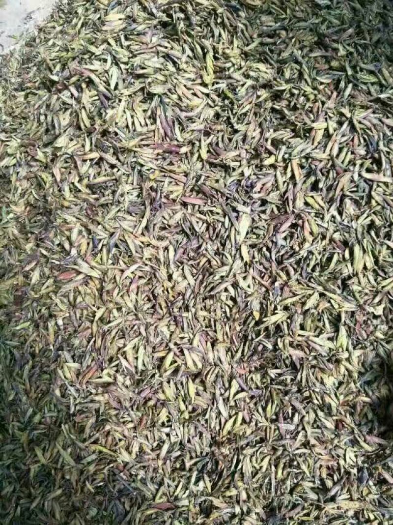 老树茶二级