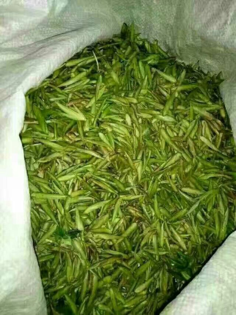 老树茶二级