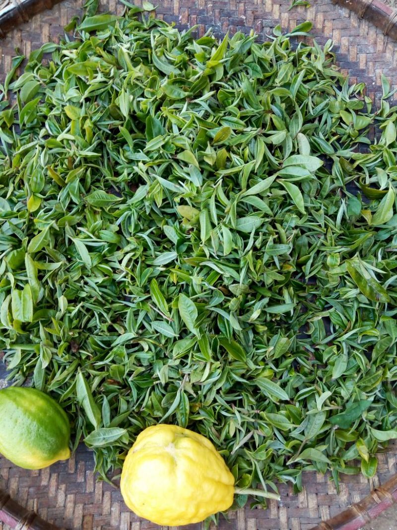 普洱茶