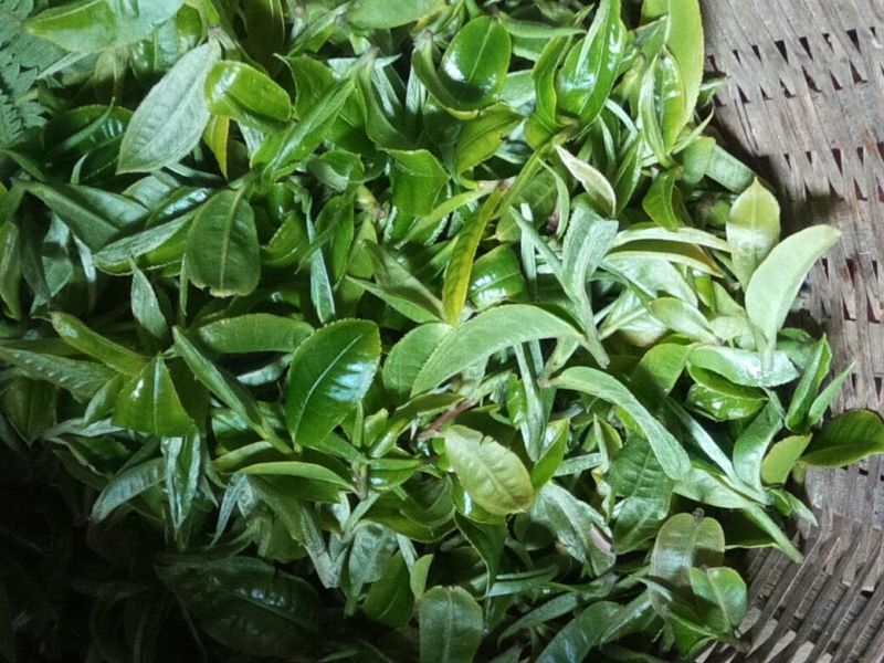 普洱茶