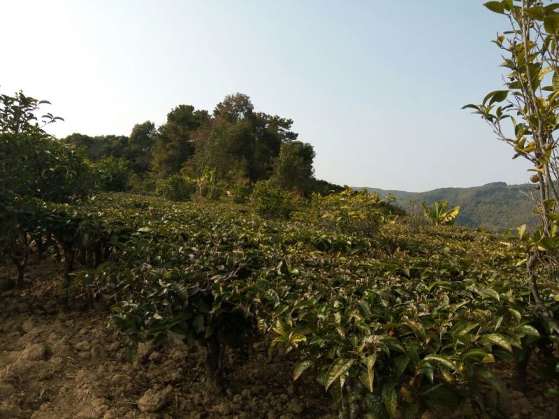 普洱茶