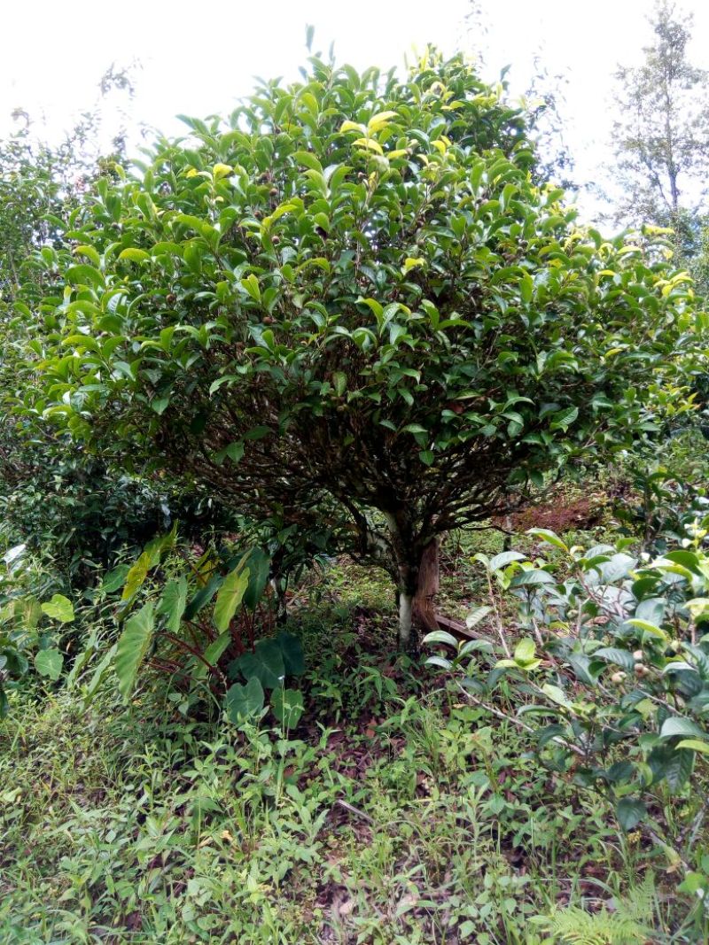 普洱茶