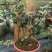 蓝莓苗2年以上80~100cm