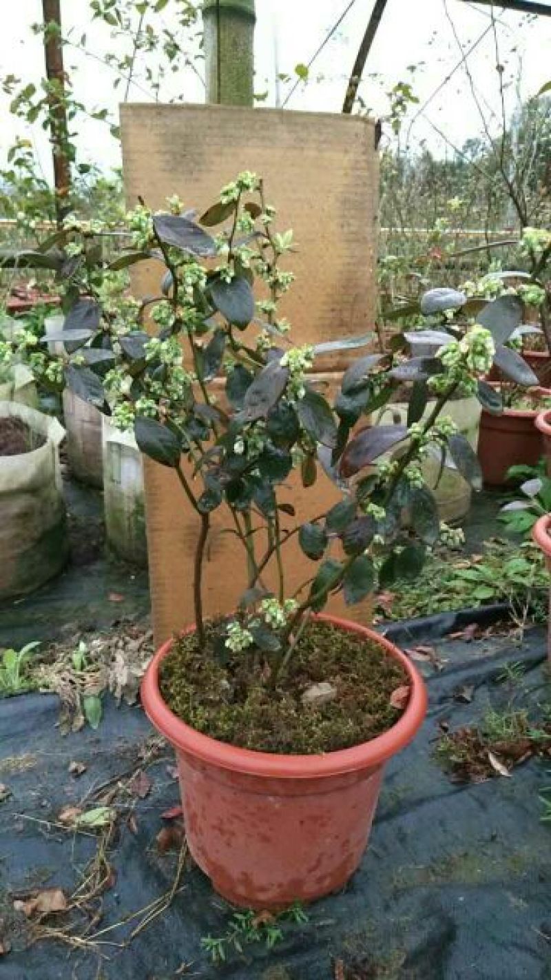 蓝莓苗2年以上80~100cm